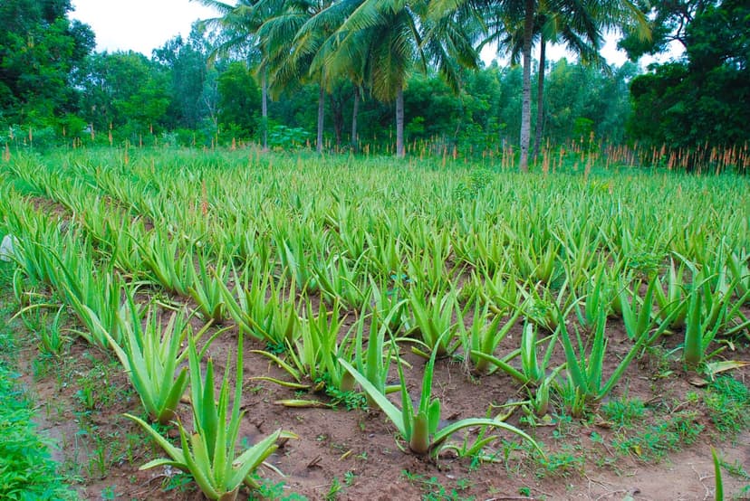 Herb Cultivation